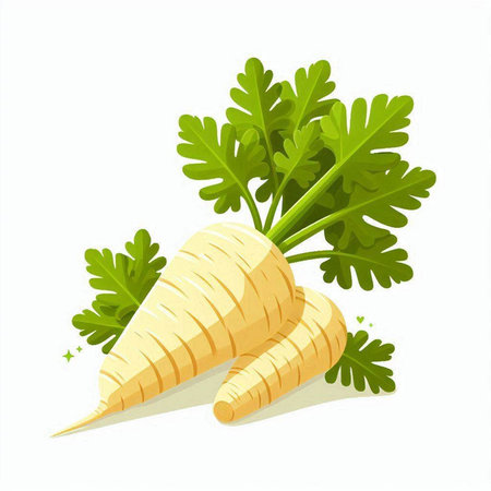 Fresh parsnip with leaves isolated on white background. Vector illustration.のイラスト素材