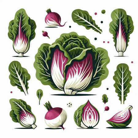 Set of radicchio, lettuce, radicchio, radicchio, chard, radicchio, turnip, chard. Vector illustrationのイラスト素材