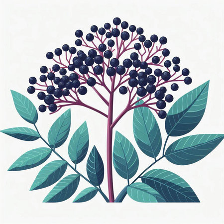 Branch of a black elderberry with leaves. Vector illustration.のイラスト素材