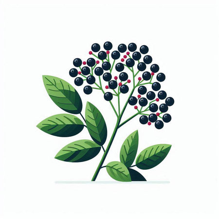 Sambucus nigra branch with berries. Vector illustration.のイラスト素材
