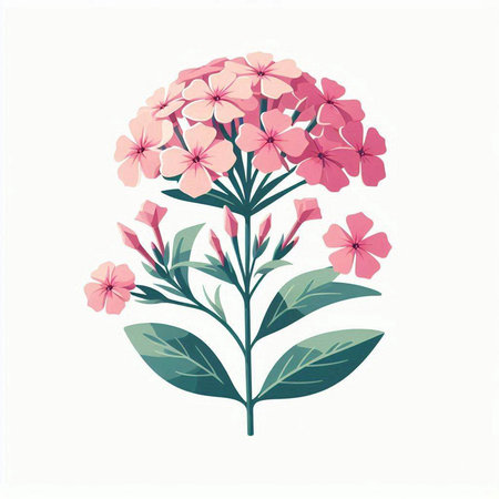 Pink phlox isolated on a white background. Vector illustration.のイラスト素材