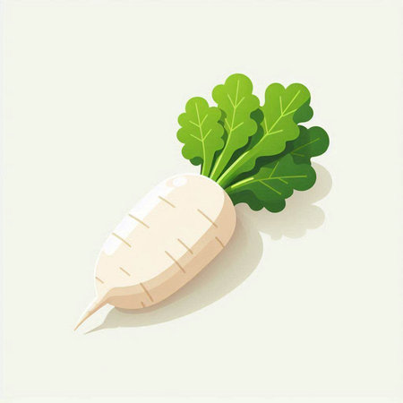 Daikon radish on a white background. Vector illustration.のイラスト素材