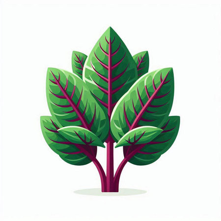 Spinach vector illustration isolated on a white background. Vector illustration.のイラスト素材