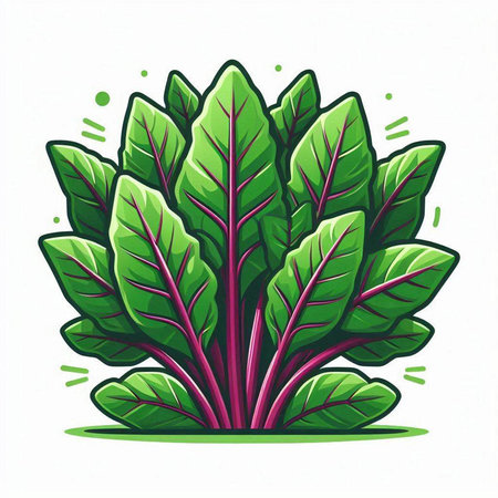 Beetroot vector illustration isolated on white background. Vector illustration.のイラスト素材