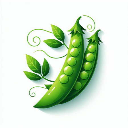 Green peas on a white background. Vector illustration. Eps 10.のイラスト素材