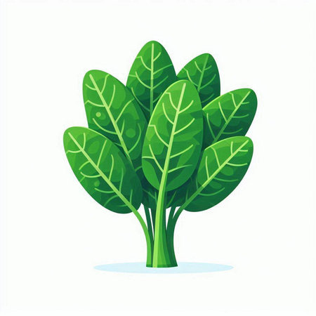 Vector illustration of green spinach isolated on a white background. Cartoon style.のイラスト素材