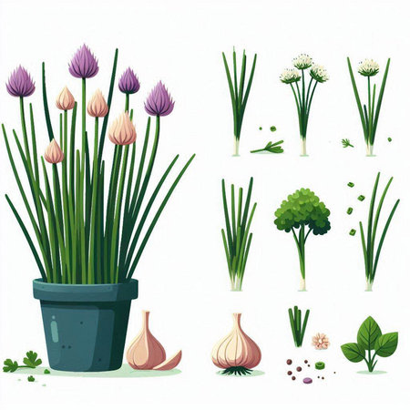 Set of vector illustrations of chives, onion, garlic, parsley and dillのイラスト素材