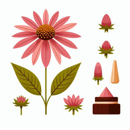 Echinacea flowers set. Vector illustration in a flat style.のイラスト素材