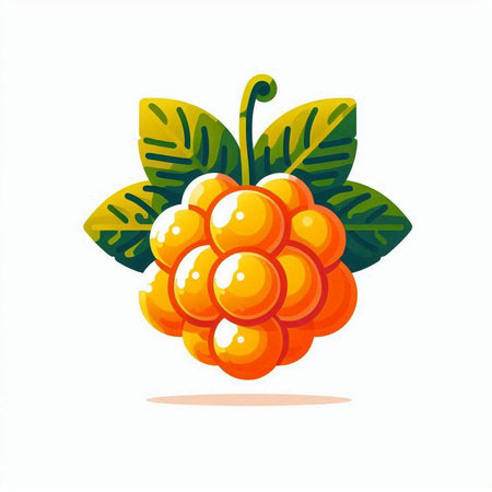 Raspberry fruit isolated on white background. Vector illustration for your designのイラスト素材