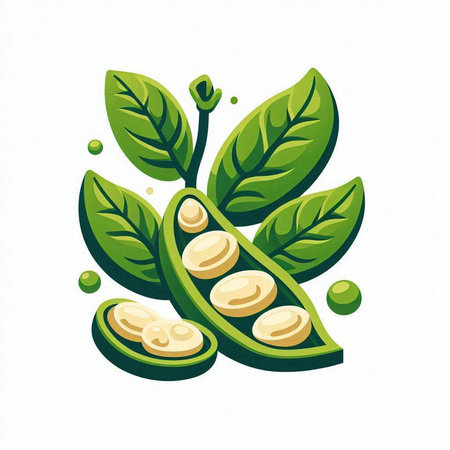 Vector illustration of fresh green soy beans with leaves isolated on white background.のイラスト素材