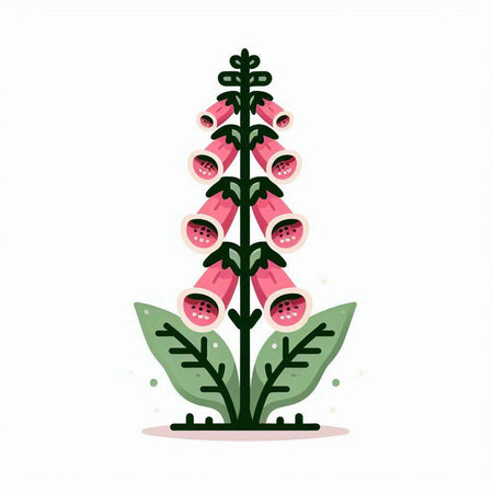 Digitalis purpurea or foxglove flower vector illustration.のイラスト素材