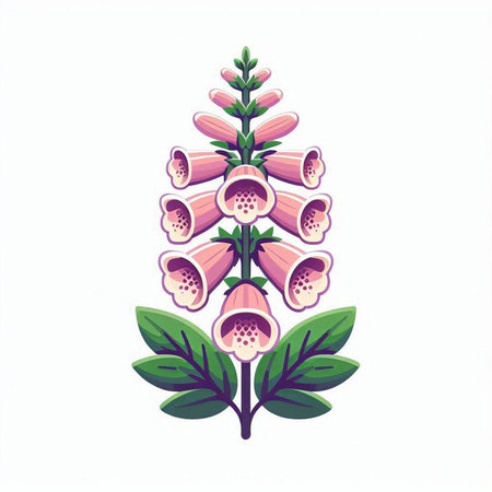 Digitalis purpurea or foxglove flower vector illustration.のイラスト素材