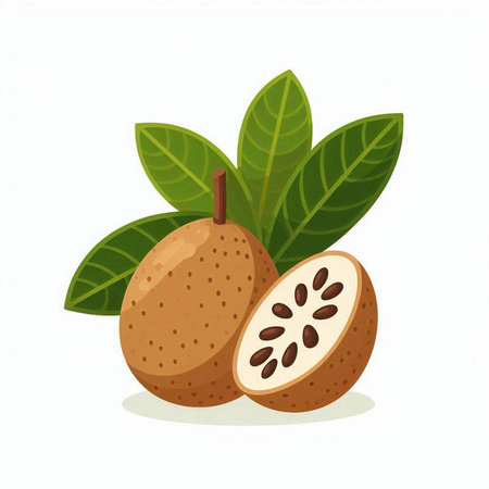 Sapodilla fruit with leaves isolated on white background. Vector illustration.のイラスト素材