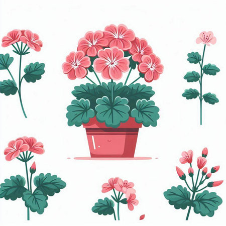 Geranium flowers in a pot isolated on white background. Vector illustration.のイラスト素材