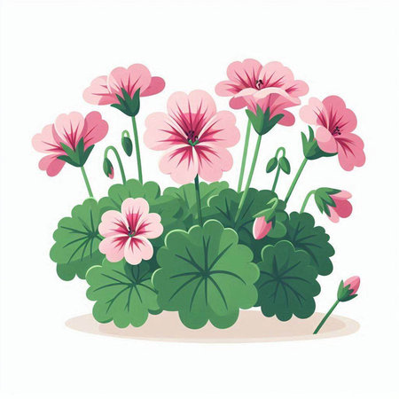 Geranium flowers isolated on a white background. Vector illustration in cartoon style.のイラスト素材