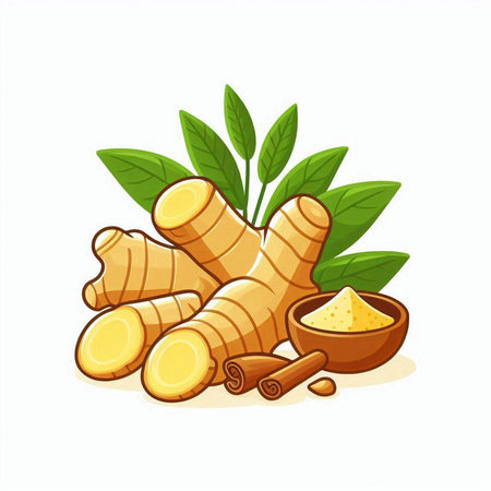 Ginger root, powder and leaves isolated on white background. Vector illustration.のイラスト素材
