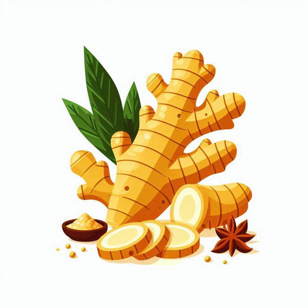 Ginger root and spice isolated on white background. Vector illustration.のイラスト素材