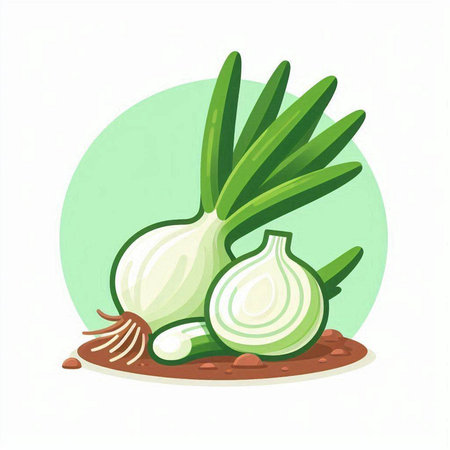 Vector illustration of fresh onion. Isolated on a white background.のイラスト素材