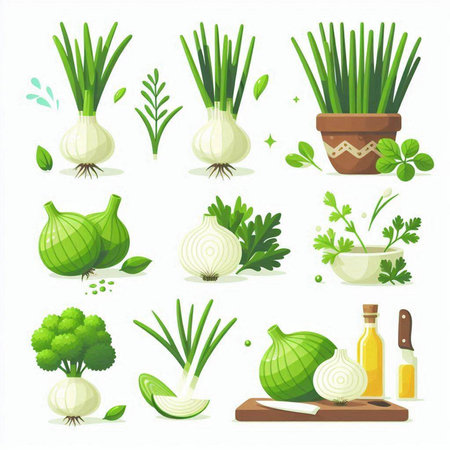 Set of vector illustrations of green onion, parsley, garlic, dill, parsley, fennel.のイラスト素材