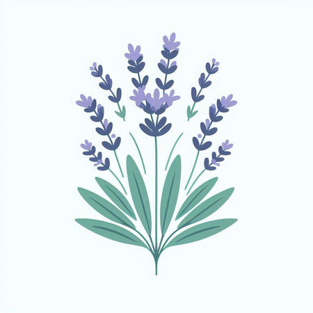 Lavender bouquet isolated on white background. Vector illustration.のイラスト素材