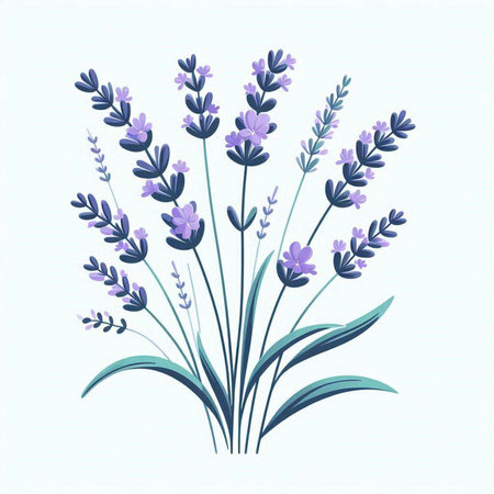 Lavender flowers isolated on the white background. Vector illustration.のイラスト素材