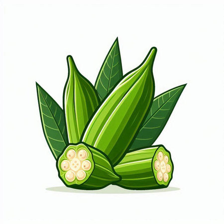 Illustration of fresh okra on white background. Vector illustration.のイラスト素材