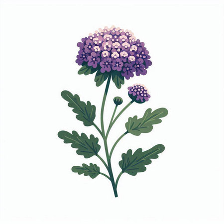 Chrysanthemum isolated on white background. Vector illustration.のイラスト素材