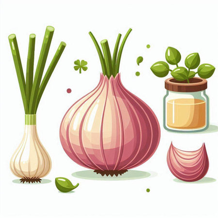 Garlic and onion vector illustration isolated on white background. Garlic and onion vector illustration.のイラスト素材