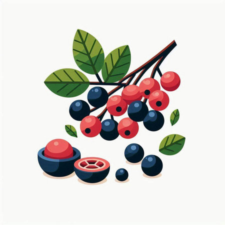 Cranberry vector illustration. Isolated berries on white background.のイラスト素材
