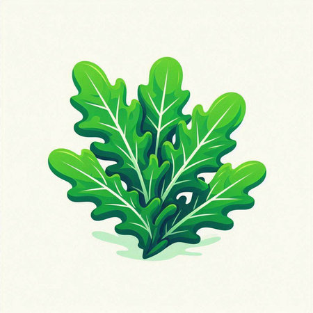 Fresh green arugula leaves isolated on white background. Vector illustration.のイラスト素材