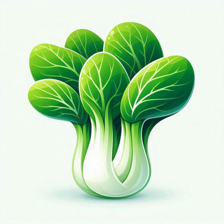 Illustration of fresh green bok choy on a white backgroundのイラスト素材