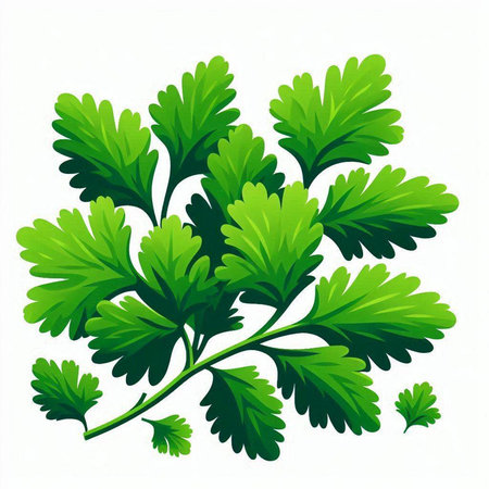 Parsley isolated on white background. Vector illustration. Eps 10.のイラスト素材