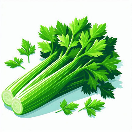 Fresh celery isolated on white background. Vector illustration. Eps 10.のイラスト素材