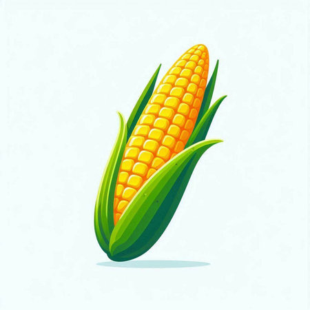Illustration of fresh corn on the cob on a white background.のイラスト素材