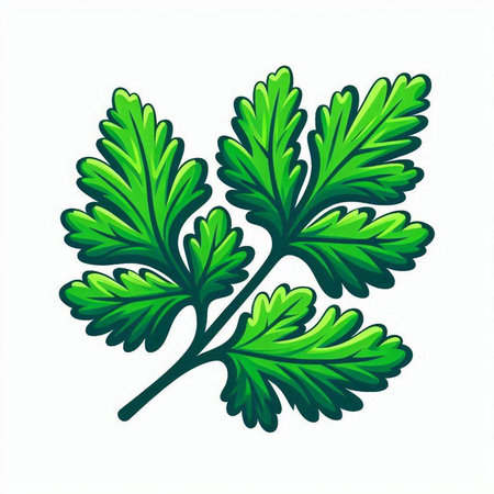 Parsley vector illustration. Isolated on a white background.のイラスト素材