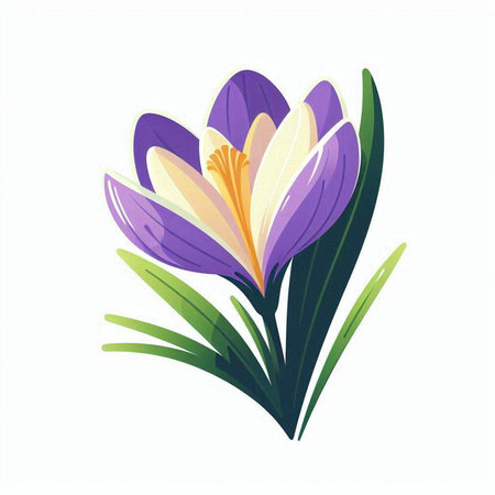 Spring crocus flower. Isolated on white background. Vector illustration.のイラスト素材