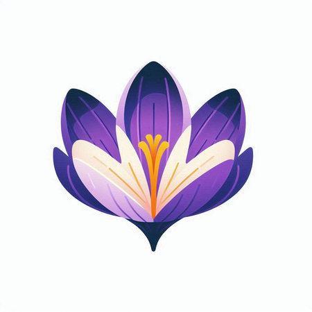 Beautiful crocus flowers on a white background. Vector illustration.のイラスト素材