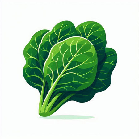 Lettuce isolated on white background. Vector illustration. Eps 10.のイラスト素材