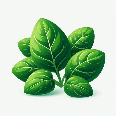 Illustration of fresh green basil leaves on white background - vector fileのイラスト素材