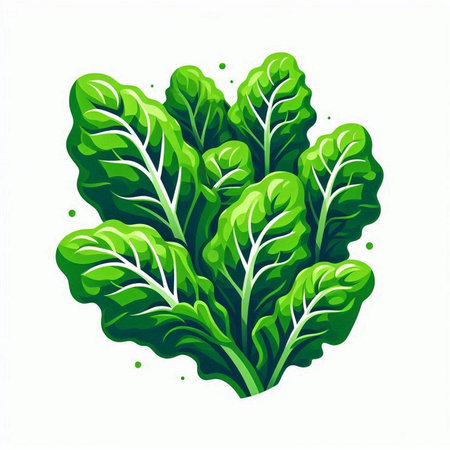 Illustration of a fresh green lettuce isolated on a white background.のイラスト素材