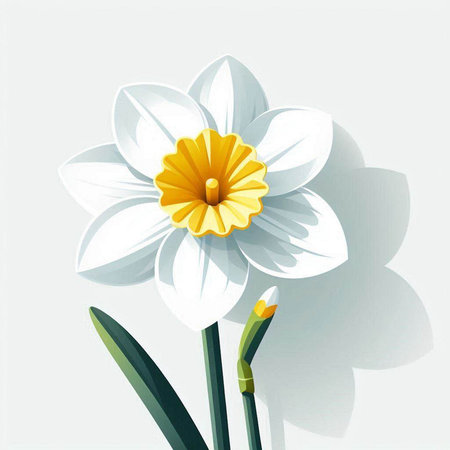 White daffodil on a white background. Vector illustration.のイラスト素材