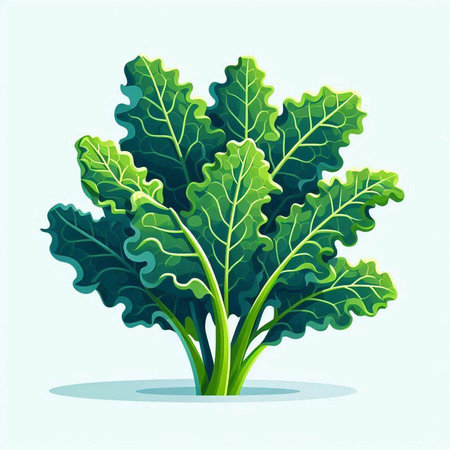 Vector illustration of fresh green kale leaves isolated on white background. Healthy food concept.のイラスト素材
