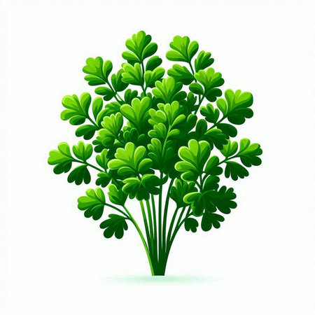 Bunch of parsley isolated on white background. Vector illustration.のイラスト素材