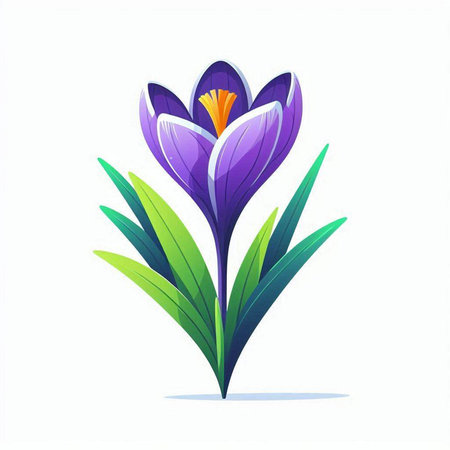 Beautiful crocus flower isolated on white background. Spring vector illustration.のイラスト素材