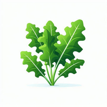 Rucola leaves isolated on white background. Vector illustration. Eps 10.のイラスト素材