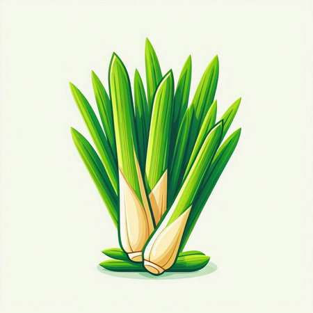 Fresh leek on white background. Vector illustration of fresh leek.のイラスト素材