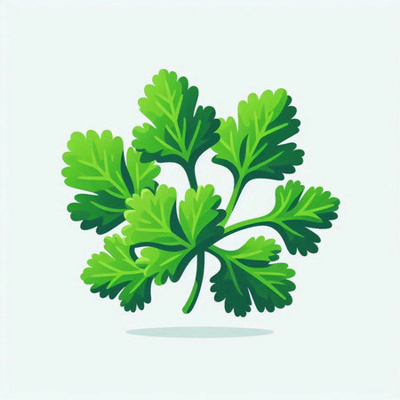 Parsley vector illustration. Parsley isolated on a white background.のイラスト素材