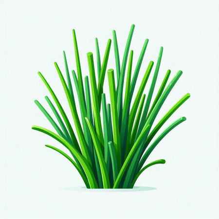 Vector illustration of a bunch of green chive on white background.のイラスト素材