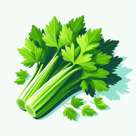 Illustration of fresh celery with leaves on a white background.のイラスト素材