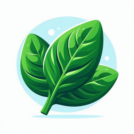 Fresh green leaves of basil on a white background. Vector illustration.のイラスト素材